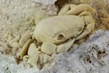 Fossil Crab (Potamon) Preserved in Travertine - Turkey #106460-3